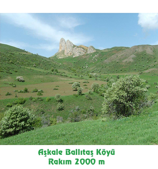 Yayla Çiçek Balı, Aşkale Ballıtaş Köyü (1 Kg)