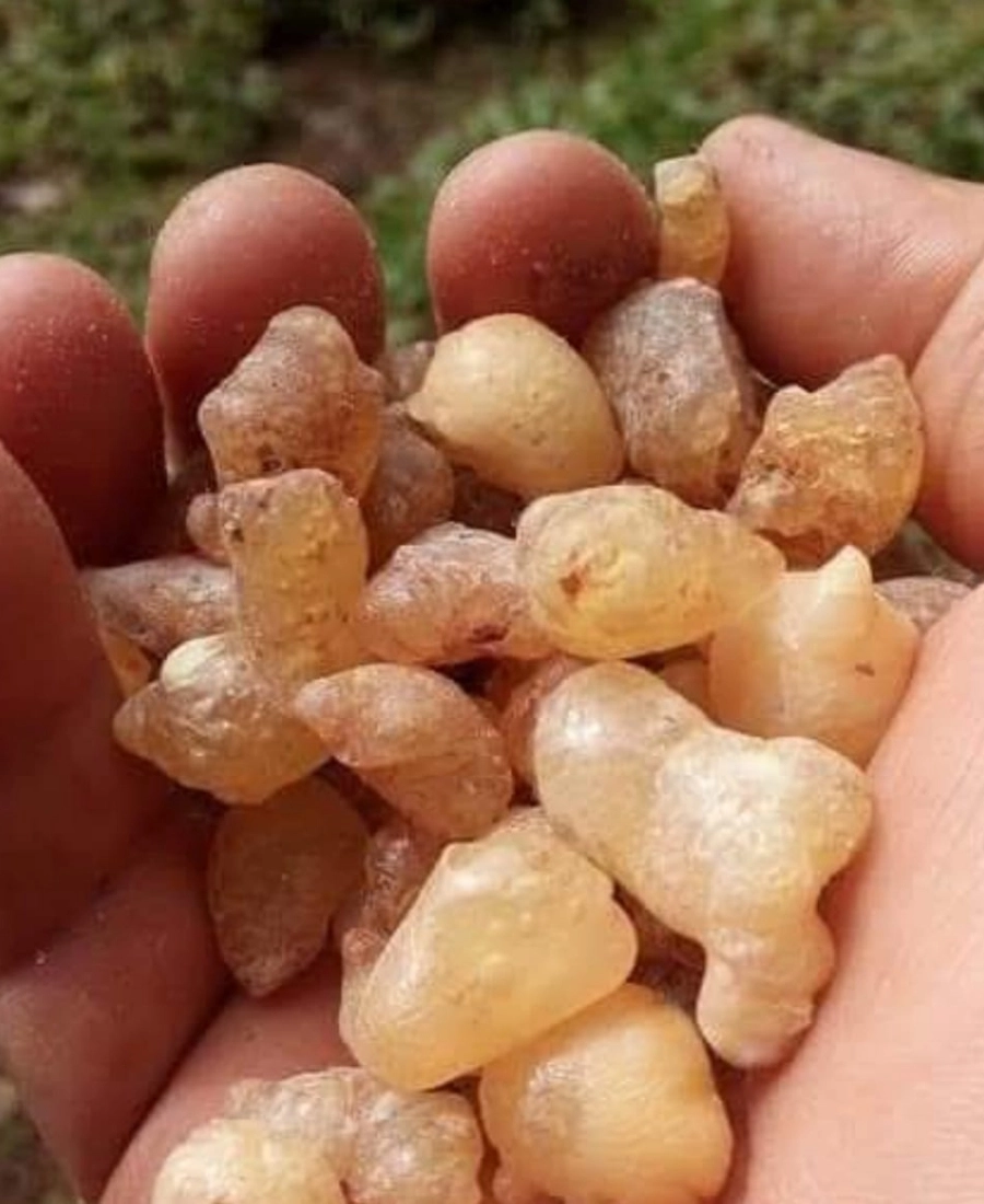 Çam Sakızı 40g | Artvin Çiğnemelik Ladin (Köknar) Sakızı