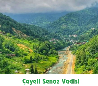 Rize Kestane Balı 500 g | Yoğun Aromalı Senoz Balı