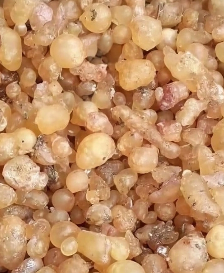 Çam Sakızı 40g | Artvin Çiğnemelik Ladin (Köknar) Sakızı