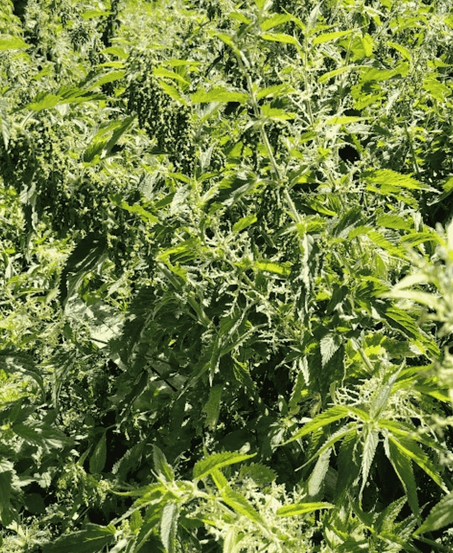 Isırgan Otu Tozu 50 g | Karadeniz Dağlarından %100 Doğal