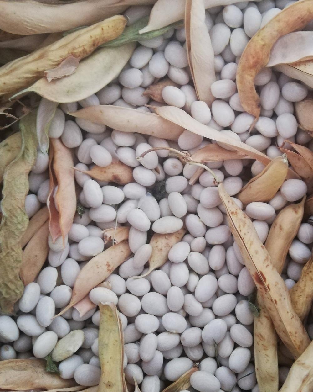 İspir Fasulyesi 1 Kg | Coğrafi İşaretli Erzurum Kuru Fasulye - Kolay Pişer, Kabuk Atmaz