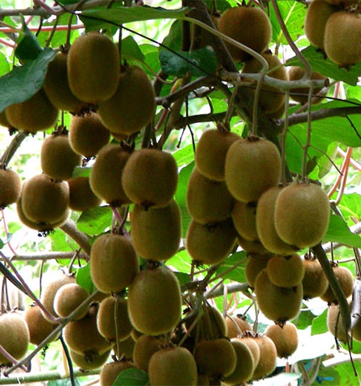 Rize Kivisi  İri Taneli  1 Kg
