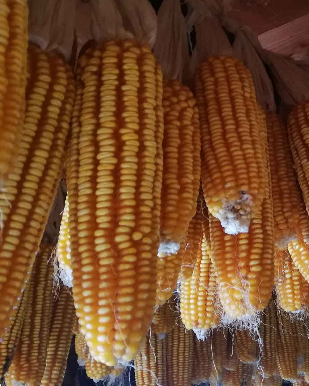 Yerli Mısır Koçanı, Roka (1 Adet)  |  Taze veya Kurutulmuş
