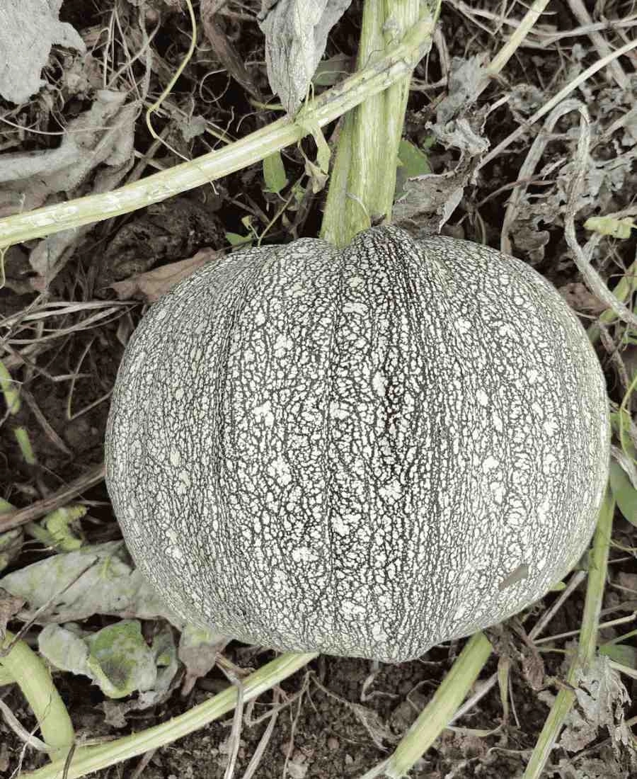 Ata Tohumu Kara Kabak 1 Kg