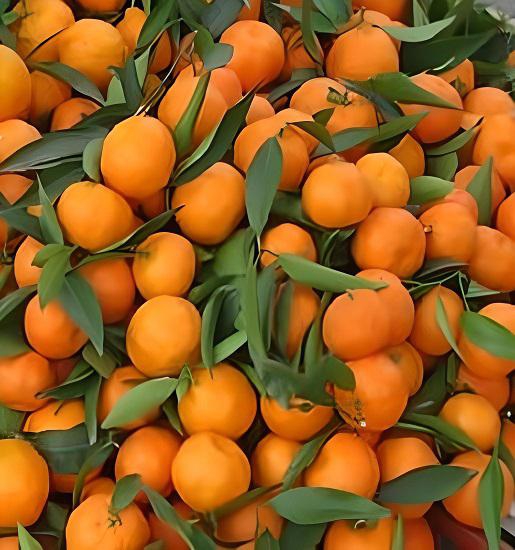 Rize Mandalinası (1 Kg)