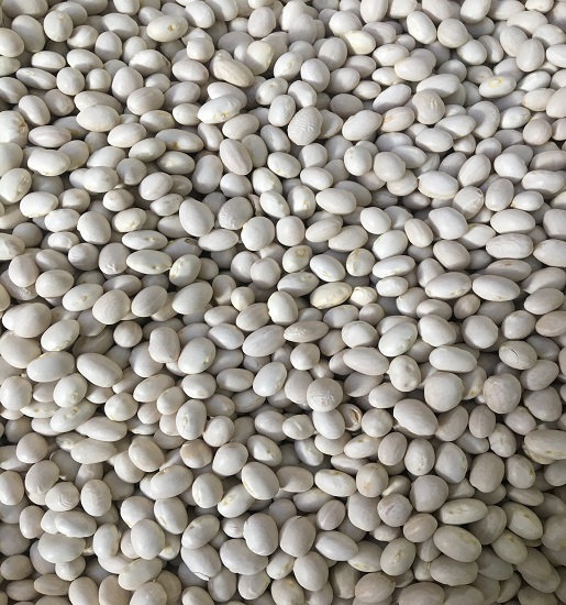 Artvin Şeker Fasulye Yeni Mahsül 1kg